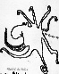 Poulpe, dessin de Marion