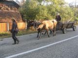 char Ã  boeuf ou plutÃ´t a vaches