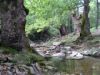 les sous bois de feuillus à Thassos